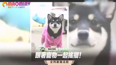 跟着宠物一起摇摆！ 海报